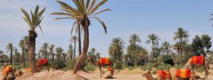 رحلة نهارية خاصة بالميراي مراكش