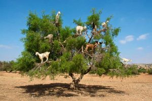 Argan trees Zwin Travel Morocco