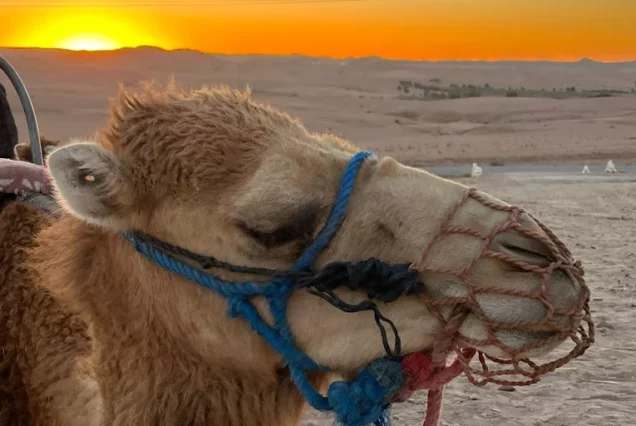 Agafay Desert Camel Ride from Marrakech