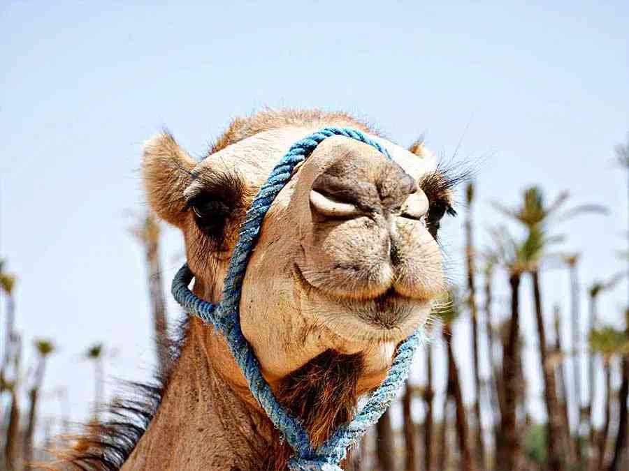 Agafay Desert Adventure from Marrakech