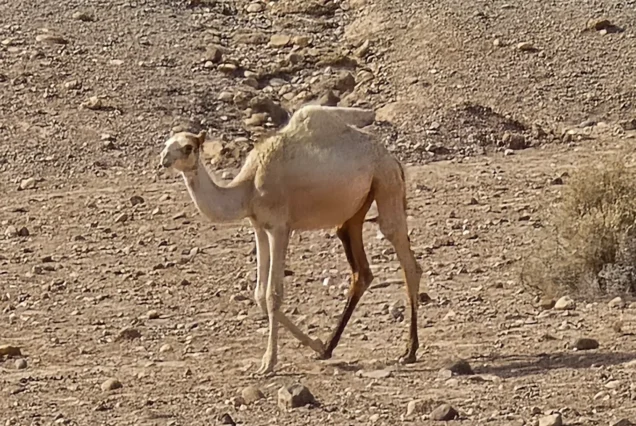 Agafay Desert Camel Ride from Marrakech