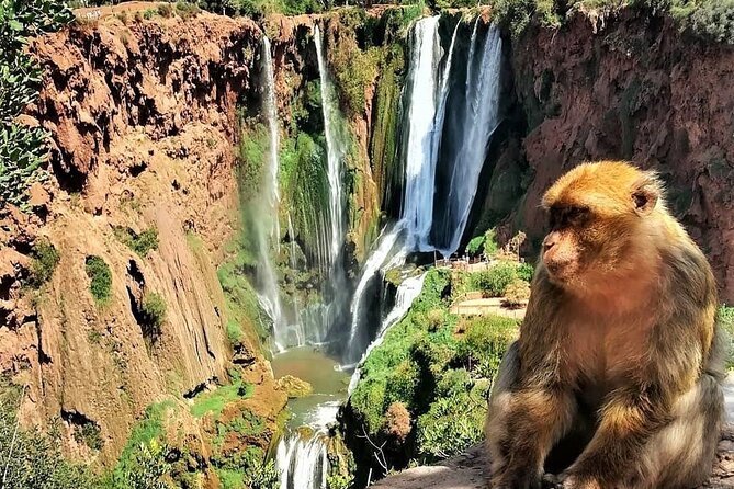 Ouzoud Waterfalls Private Day Trip from Marrakech