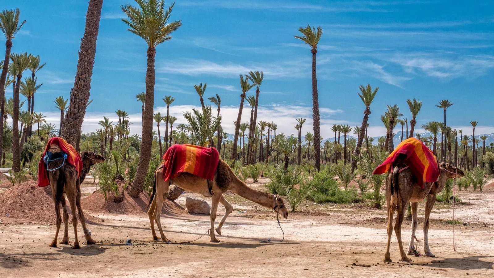 Camel Ride in Marrakech Palmeraie